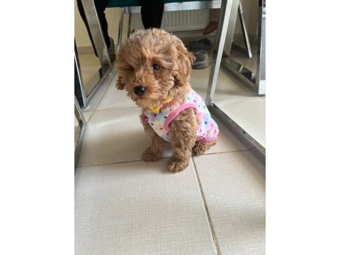 4 aylık dişi toy poodle yavru