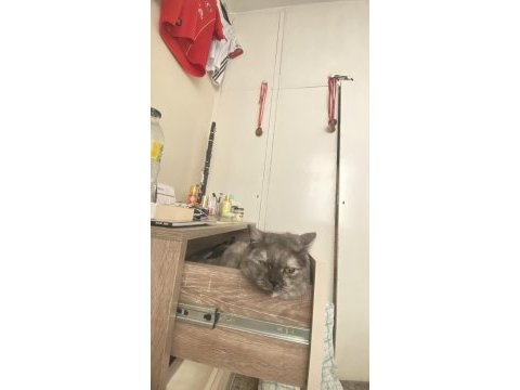 1 yaşında evcil aşıları tamam british shorthair