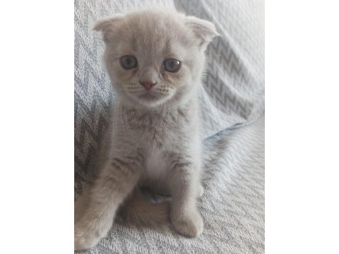 British shorthair ve scottish fold sahiplendirme