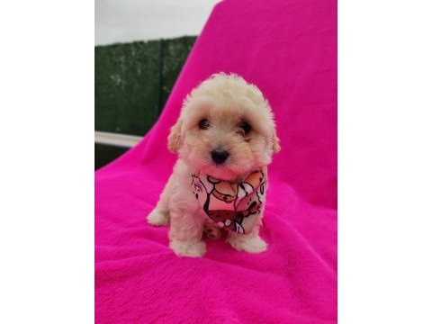 Yavru maltipoo köpeği