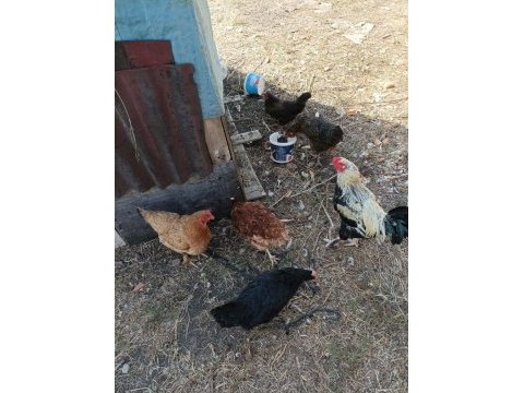 Satılık yumurta tavukları