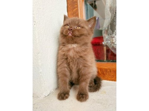 Safkan ayı surat cinnemon british shorthair disi