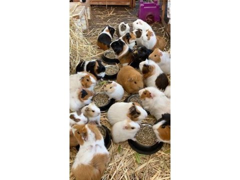 Guineapig yavrular aynı gün set halinde teslim edilir