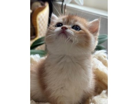 Teslime hazır golden british shorthair