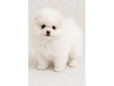 Pomeranian boo aşılı