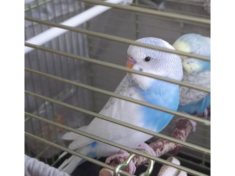Erkek muhabbet kuşu yavrusu