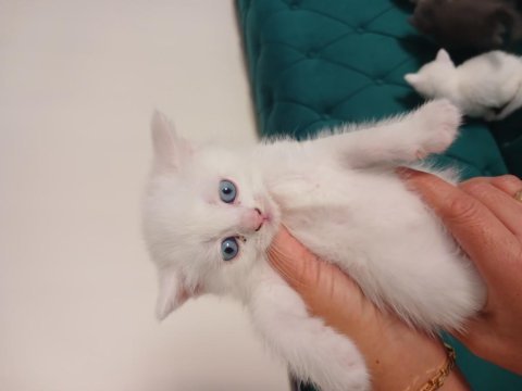 Orjinal top kafa british shorthair yavrularımız