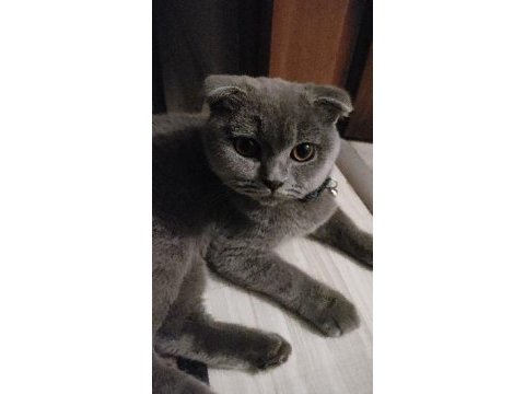 Scottish fold 1 yaşında kedimiz
