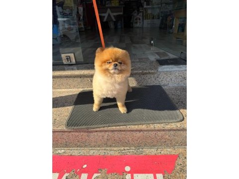 Pomeranian boo ayı surat 1.5 yaşında