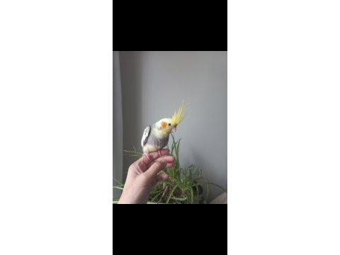 Full evcil erkek sultan papağanı yavrusu
