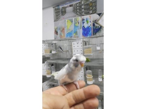 33 ile 38 günlük bebek muhabbet kuşlar