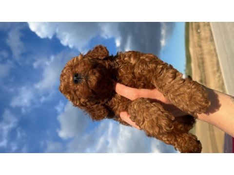 Ömür boyu ırk garantili dark ve red brown toy poodle