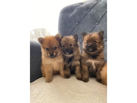 Pomeranian bebeklerimiz mevcut