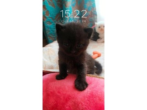 1.5 aylık british shorthair antalya