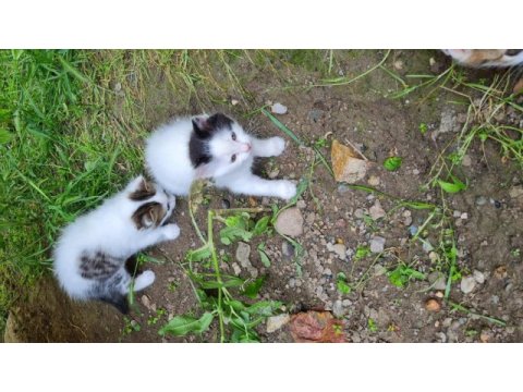 Çok temiz oyuncu yavru kediler