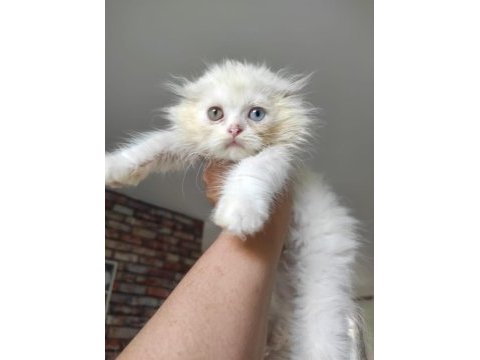 2.5 aylık scottish fold yavrumuz