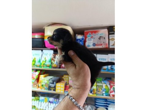 Minnacık teacup longhair chihuahua