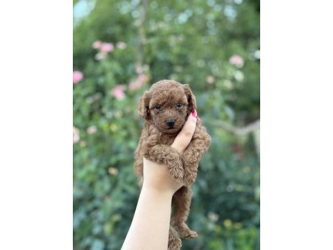 Erkek kuyruksuz kore teacup poodle