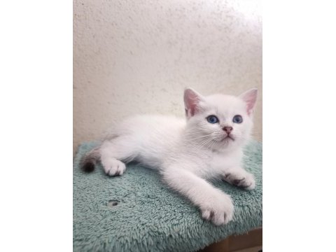 British shorthair golden ve silver point bebekler