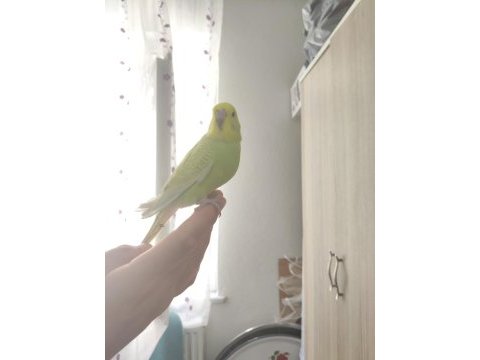 Cana yakın muhabbet kuşlar