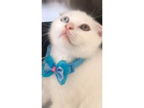 Scottish fold odd eyes