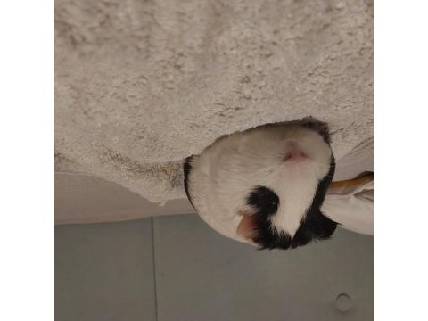 6 aylık erkek yavru guinea pig