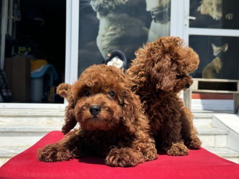 Çok özel redbrown kore toy poodle yavrularımız