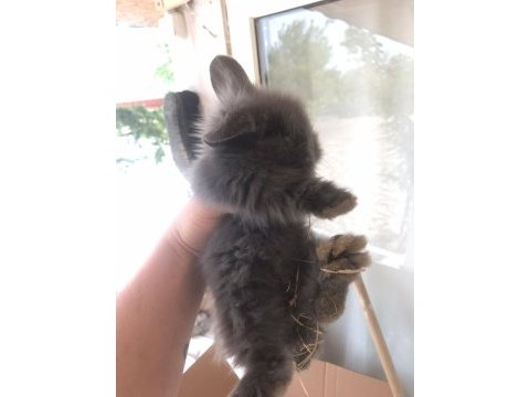 Hollanda lop tavşanlar ele alışkın