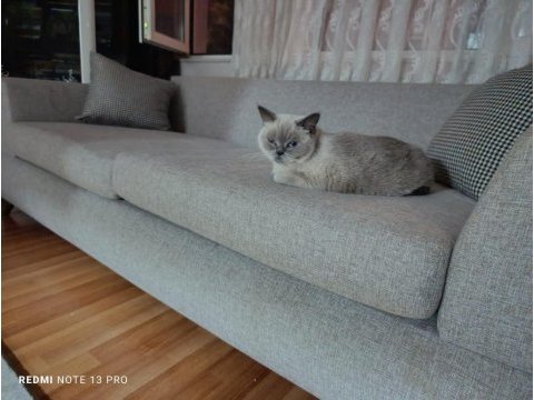 Saf kan british shorthair