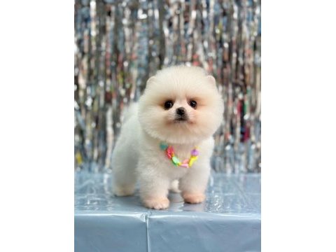 Sevimli pomeranian boo yavrularımız
