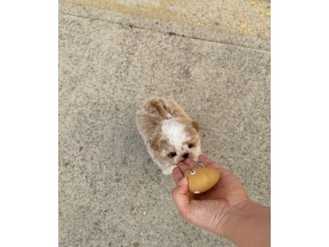 Seker kıvamında maltipoo bebeklerimiz