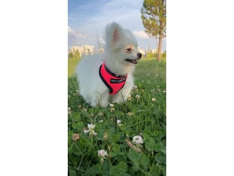 4 aylık pomeranian yavrumuz dişi