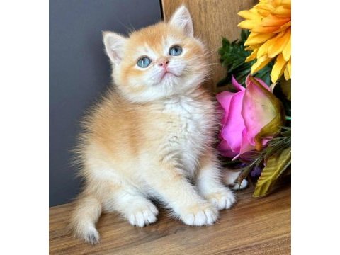 British shorthair golden ay11 ve cy12