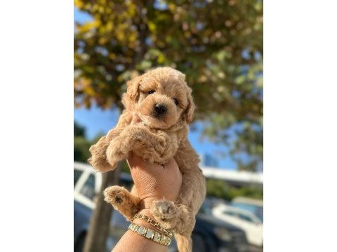 Maltipoo yavrum 55 günlük