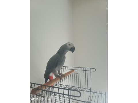 Full evcil jako papağanı