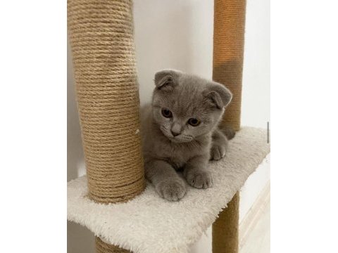 Irk garantili scottish fold