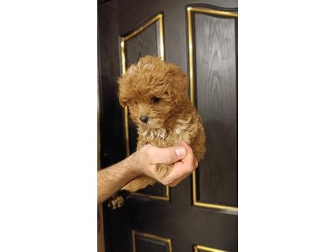 Toy poodle dişi - erkek