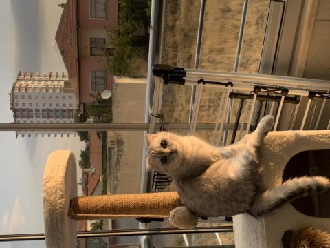 Scottish fold dişi 4 yaşında
