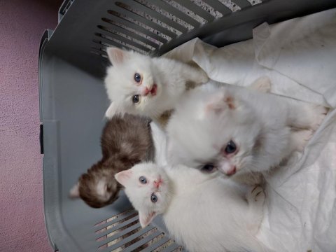 British shorthair white cat