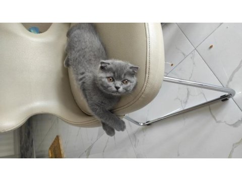 Scottish fold anne baba british