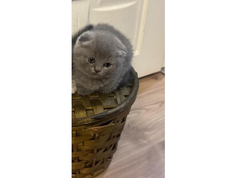 2 aylık scottish fold