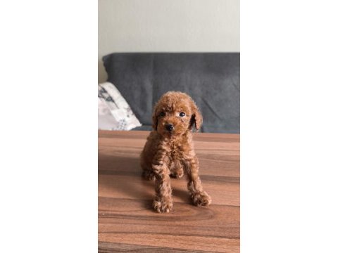 Teacup toy poodle yavrularımız