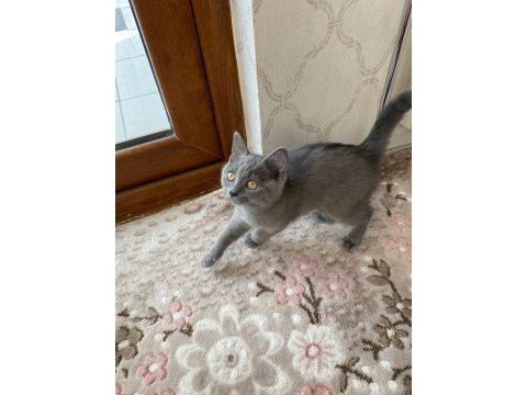 British shorthair 3 aylık sahibinden