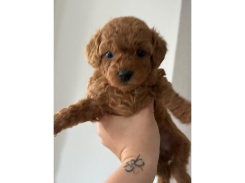 Erkek dişi bebek suratlı küçük boy poodle
