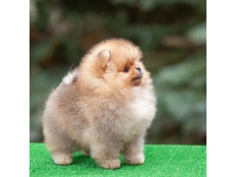 Teddy bear pomeranian yavruları