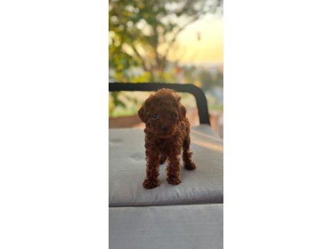 Toy poodle kore teacup hepsi mevcuttur