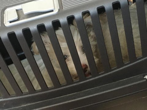 İnsan canlısı terrier