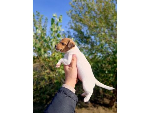 Zeka küpü orjinal jack russell yavrular