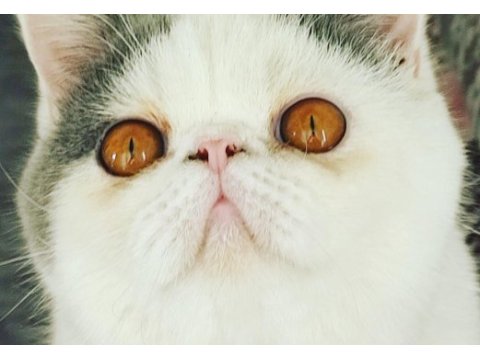 2 yaşında aktif erkek exotic shorthair