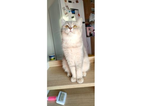 British longhair ve scottish straight kedilerim